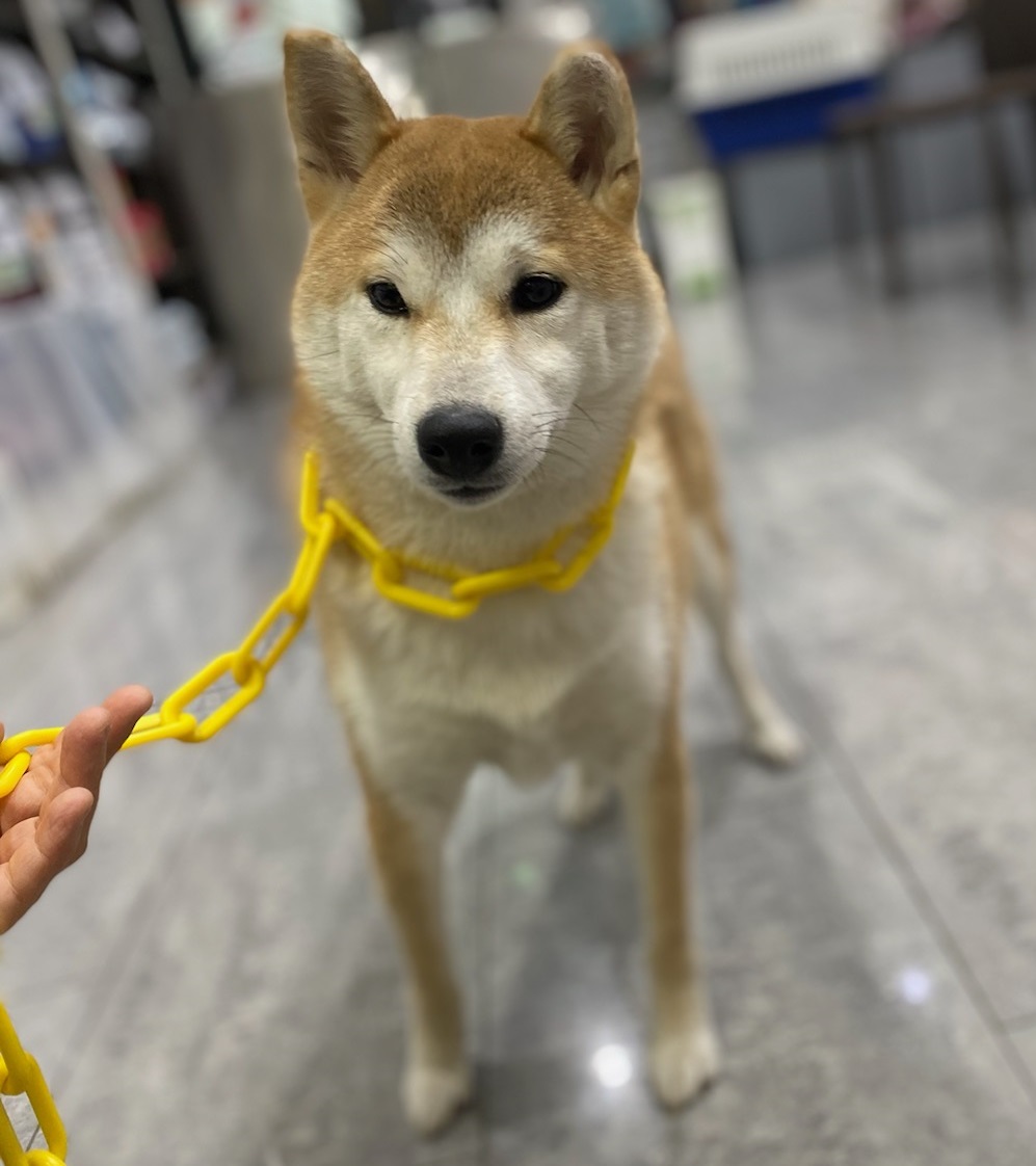 펫앤쉘터동물병원_441378202400077